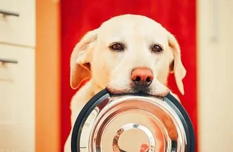 狗狗腸胃蠕動很大聲