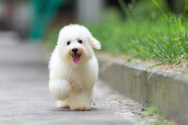 比熊犬智商排名