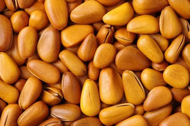 狗可以吃松子嗎