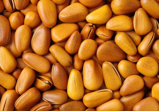 狗可以吃松子嗎？完整指南與安全注意事項，專家解析風險與益處