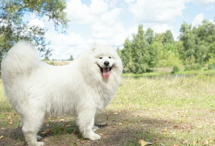 狗誤食茶葉怎麼辦？完整症狀、急救與預防指南