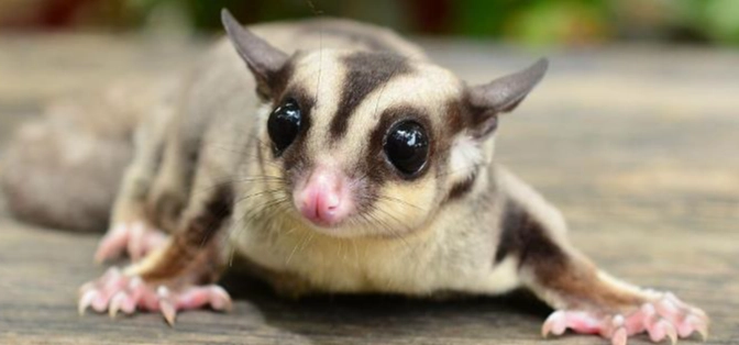 蜜袋鼯可以吃火龍果嗎