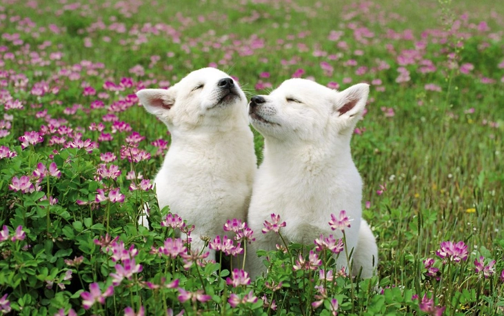 狗狗腸胃炎會死嗎？獸醫解析致命風險與居家急救全攻略