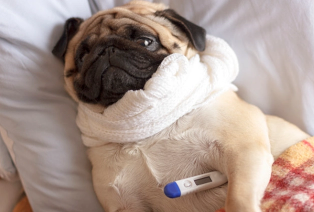 狗咳嗽支氣管發炎