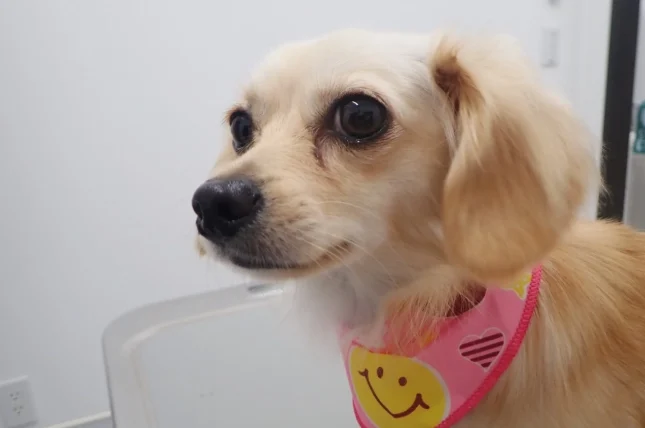 狗狗腸胃炎血便