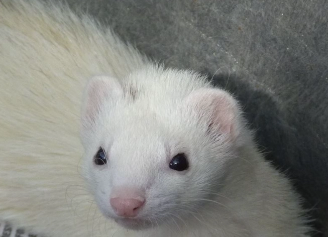 寵物雪貂價格全攻略：從購買到飼養成本一次搞懂