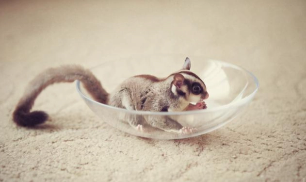 蜜袋鼯突然變兇