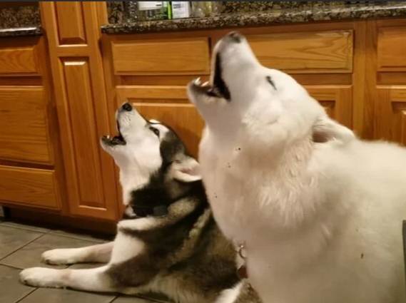 鄰居的狗半夜一直叫