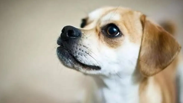 養狗要準備什麼