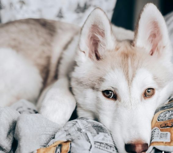 狗絕育壞處全面解析：健康風險、行為變化與手術副作用指南