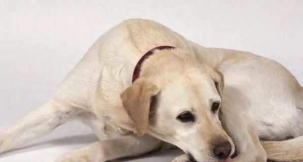 狗狗發抖沒精神