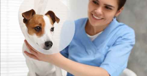 狗女絕育後護理