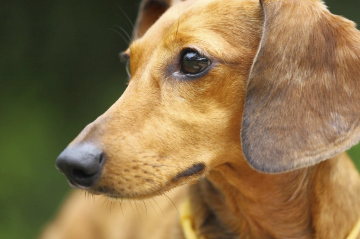 狗嘔吐怎麼辦？完整指南：原因判斷、緊急處理與預防方法