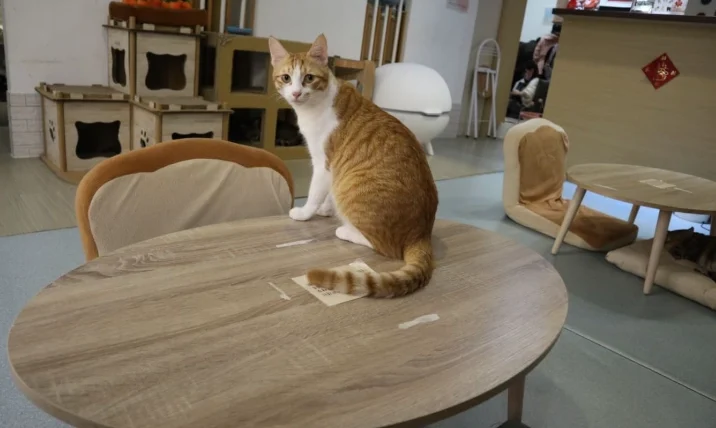 貓咪可以聞咖啡嗎