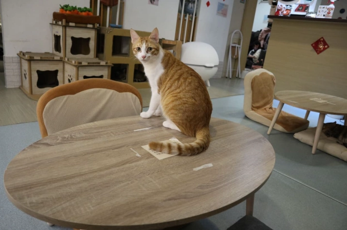 貓咪可以聞咖啡嗎？完整解析風險與安全指南