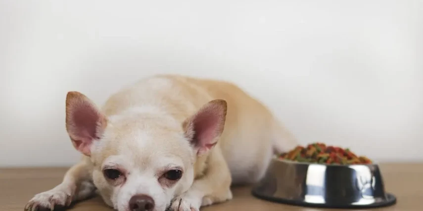 狗食慾促進劑副作用