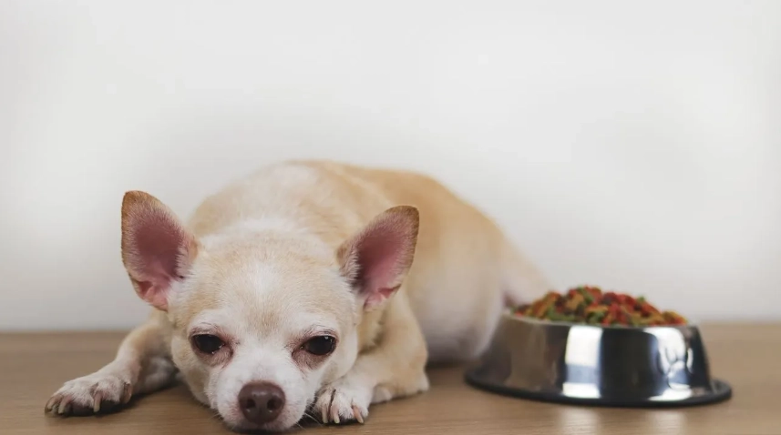狗食慾促進劑副作用全解析：風險症狀、預防與獸醫建議指南