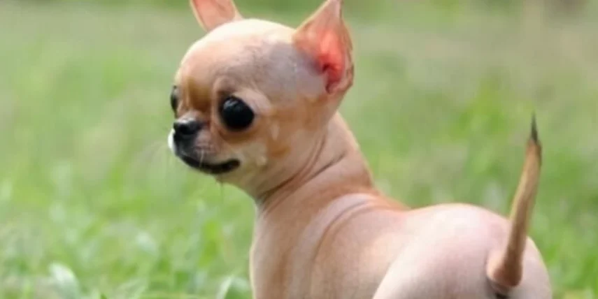 不掉毛沒體味的狗