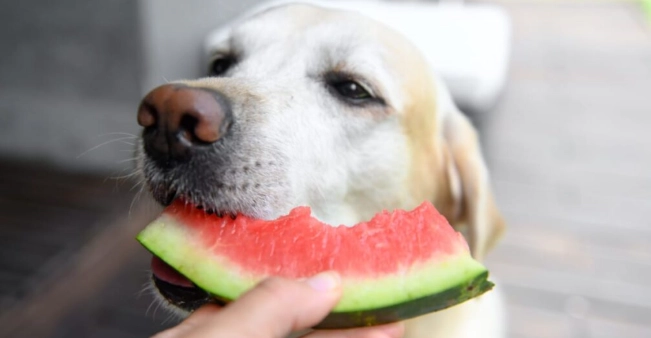 狗狗可以吃節瓜嗎