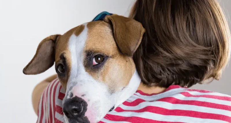 狗狗身上長一顆像痘痘