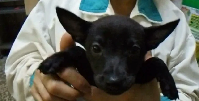 台灣土狗平均壽命