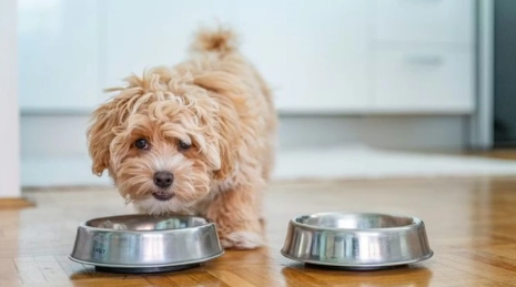 如何讓狗狗交配