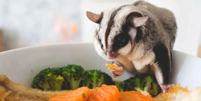 蜜袋鼯吃什么蔬菜