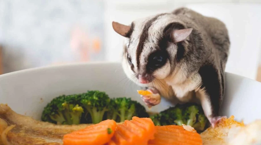 蜜袋鼯吃什麼蔬菜？安全飲食指南與完整清單