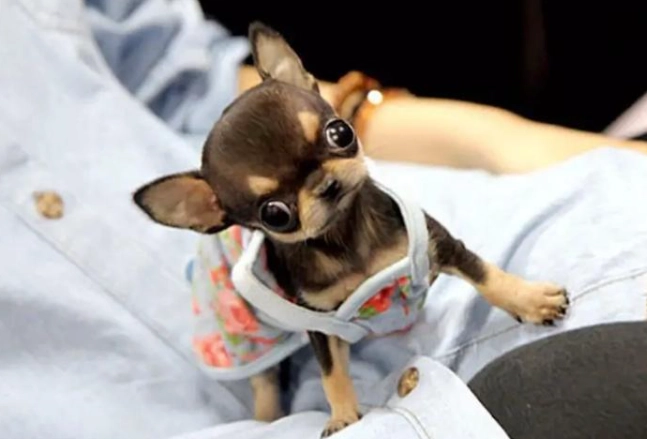 吉娃娃一直叫怎麼辦？破解吠叫原因與實用解決方案