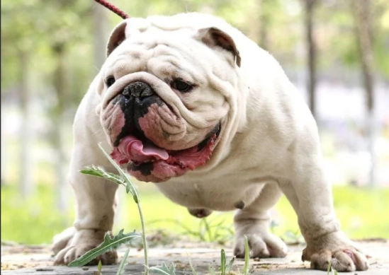 狗狗喜歡睡我頭上