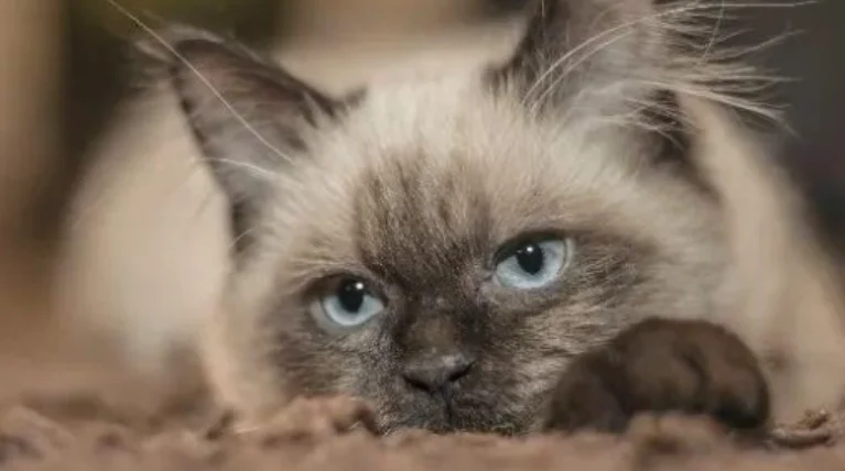 貓可以吃饅頭嗎