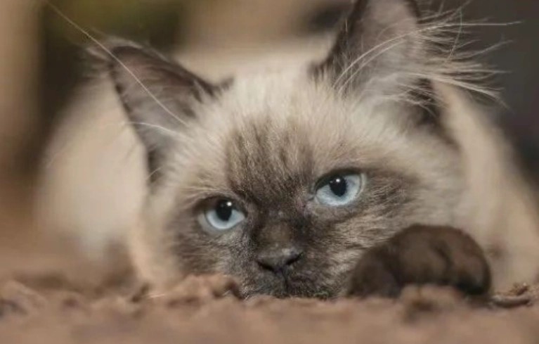 貓可以吃饅頭嗎？獸醫解析安全風險與健康替代方案