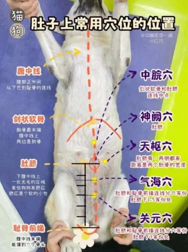 狗的骨頭全攻略：安全選擇、餵食指南與常見疑問解答