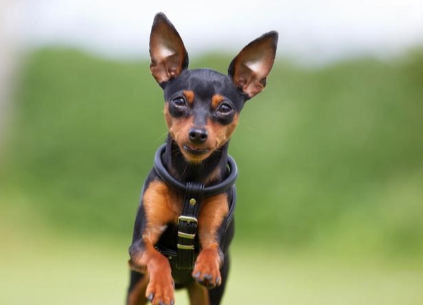 短毛狗不掉毛？揭開真相與低掉毛犬種推薦大全