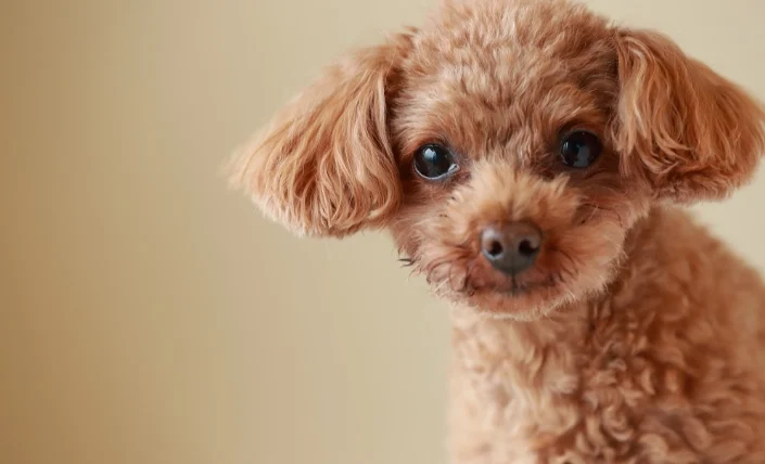 狗狗可以吃豬骨頭嗎