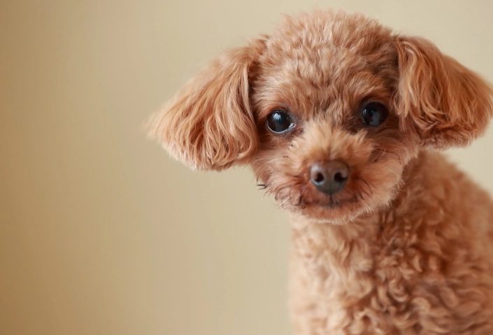 狗狗可以吃豬骨頭嗎？獸醫揭秘潛在風險與安全替代方案