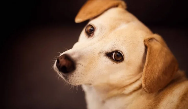 狗狗寄生蟲大便