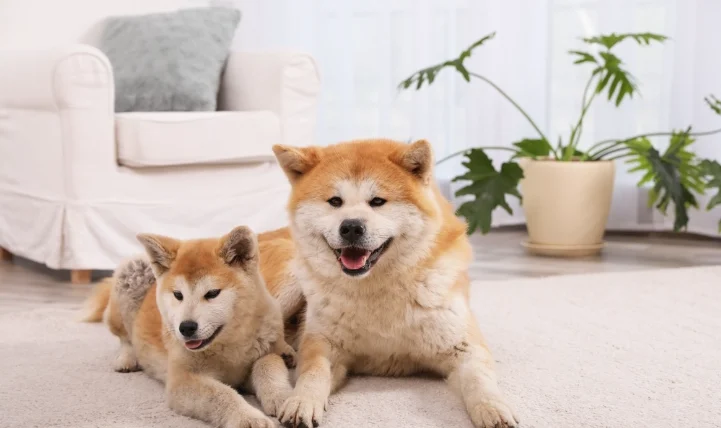 狗狗氣管塌陷怎麼辦