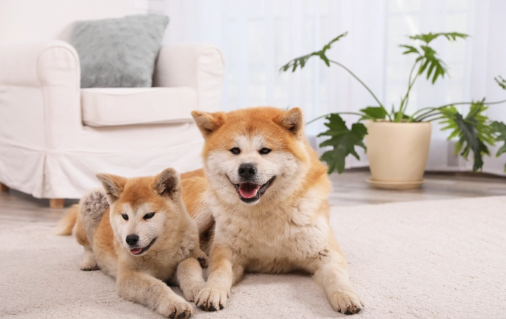 狗狗氣管塌陷怎麼辦？症狀辨識、急救處理與長期照護全攻略