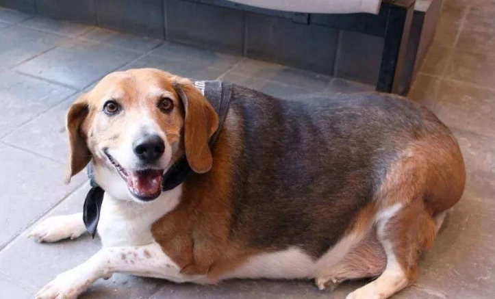 狗的平均壽命全解析：品種差異、延長秘訣與常見問題解答