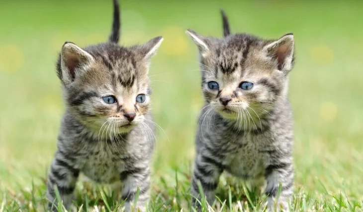 貓咪喝到酒怎麼辦