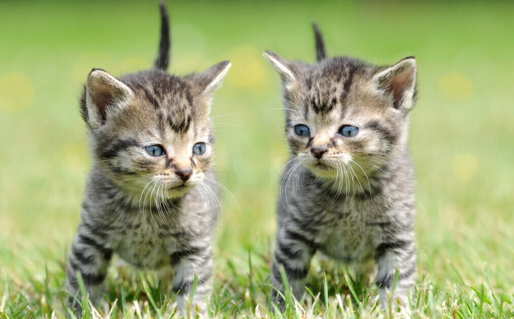 貓咪喝到酒怎麼辦？緊急處理步驟與預防指南