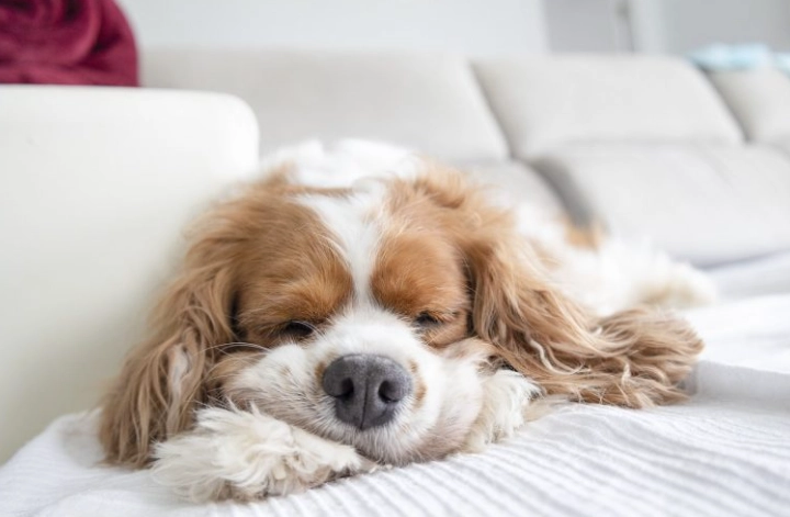 狗僵硬發抖是警訊？獸醫詳解5大原因與緊急處理步驟