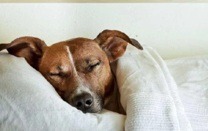 狗狗喘到睡不著