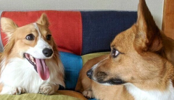 狗狗前庭神經炎多久會好