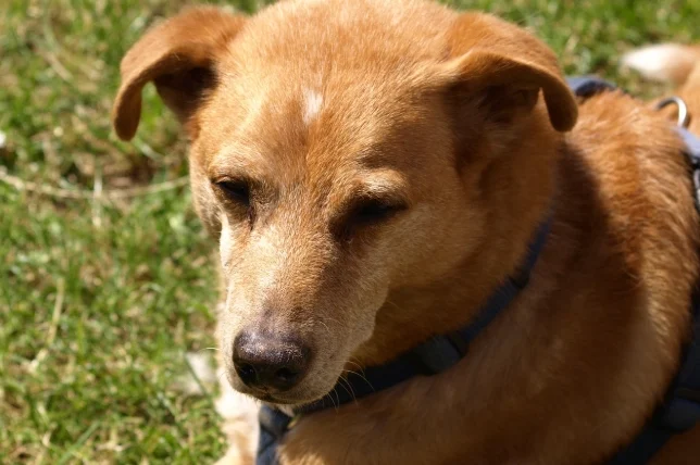 狗可以吃蛋白嗎