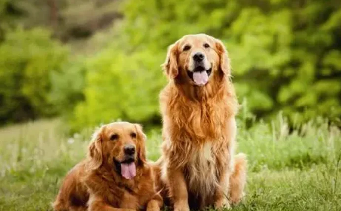 狗飼料蛋白質含量