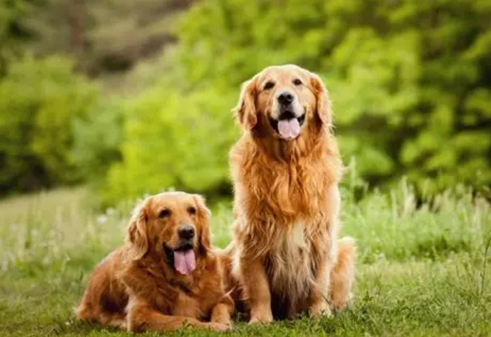 狗飼料蛋白質含量全攻略：如何選擇最適合狗狗的營養飼料？