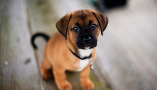 一個月幼犬照顧