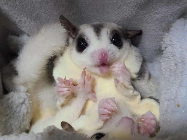 蜜袋鼯發情症狀全解析：如何識別與應對寵物蜜袋鼯的發情期行為